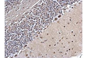 IHC-P Image PLRG1 antibody [C3], C-term detects PLRG1 protein at nucleus on mouse hind brain by immunohistochemical analysis. (PLRG1 anticorps  (C-Term))