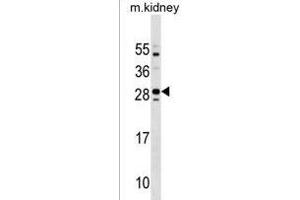 Mouse Tmem125 Antibody (N-term) (ABIN1538904 and ABIN2838243) western blot analysis in mouse kidney tissue lysates (35 μg/lane). (TMEM125 anticorps  (N-Term))