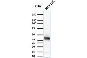 Western Blot Analysis of HCT116 cell lysate using Cytokeratin 15 Mouse Monoclonal Antibody (KRT15/2957)