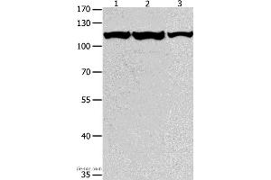 Western blot analysis of K562, Jurkat and hela cell, using MCM3 Polyclonal Antibody at dilution of 1:550 (MCM3 anticorps)