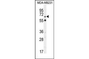 Western blot analysis in MDA-MB231 cell line lysates (35 µg/lane) using S6A12 Antibody (N-term) Cat. (SLC6A12 anticorps  (N-Term))