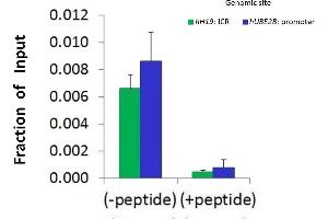 Chromatin Immunoprecipitation (ChIP) Using HDAC2 antibody - middle region  and HCT116 Cells (HDAC2 anticorps  (Middle Region))