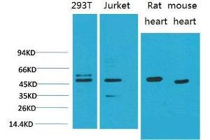Western Blot (WB) analysis of 1)293T, 2)Jurkat, 3)Rat Heart Tissue, 4)Mouse Heart Tissue with Smad3 Mouse Monoclonal Antibody diluted at 1:2000. (SMAD3 anticorps)