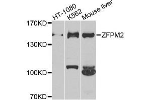 Western blot analysis of extracts of various cell lines, using ZFPM2 antibody. (ZFPM2 anticorps)