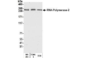 Western Blotting (WB) image for anti-RNA Polymerase II (C-Term) antibody (ABIN7450663) (RNA Polymerase II anticorps  (C-Term))