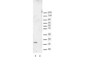 Histone H3 dimethyl Lys27 antibody tested by Western blot. (Histone 3 anticorps  (H3K27me2))