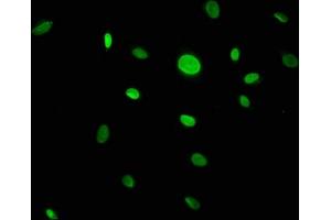 Immunofluorescence staining of U251 cells with ABIN7146450 at 1:133, counter-stained with DAPI.