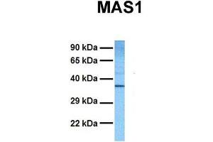 Host:  Rabbit  Target Name:  MAS1  Sample Tissue:  Human DLD1  Antibody Dilution:  1.