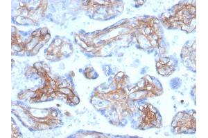 Formalin-fixed, paraffin-embedded human placenta stained with Periostin (POSTN) Mouse Monoclonal Antibody (POSTN/3503). (Periostin anticorps  (AA 193-326))