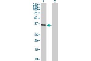 Western Blot analysis of PHLDA1 expression in transfected 293T cell line by PHLDA1 MaxPab polyclonal antibody. (PHLDA1 anticorps  (AA 1-259))
