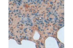 IHC-P analysis of Rat Tissue, with DAB staining. (BCL3 anticorps  (AA 127-376))