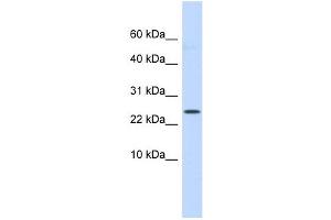 LYPD6 antibody used at 1 ug/ml to detect target protein.