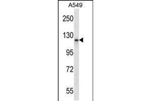 Western blot analysis in A549 cell line lysates (35ug/lane).