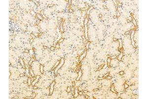 ABIN7094268 and ABIN7098315 at 1/100 staining Rat kidney tissue by IHC-P.