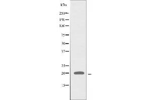 Western blot analysis of extracts from 293 cells using RPL28 antibody. (RPL28 anticorps)