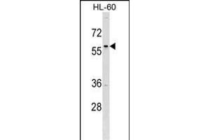 TFD Antibody (C-term) (ABIN1537108 and ABIN2849445) western blot analysis in HL-60 cell line lysates (35 μg/lane). (TFAP2D anticorps  (C-Term))