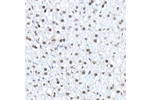 Immunohistochemistry of paraffin-embedded mouse liver using Nucleolin Rabbit mAb (ABIN7269035) at dilution of 1:25 (40x lens). (Nucleolin anticorps)