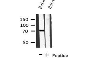 Western blot analysis on HeLa cell lysate using BRD7 Antibody (BRD7 anticorps  (Internal Region))
