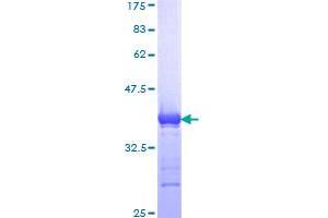 Image no. 1 for Polymerase (DNA Directed), epsilon 2 (p59 Subunit) (POLE2) (AA 1-100) protein (GST tag) (ABIN1315636)