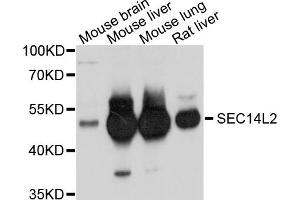 Western blot analysis of extracts of various cell lines, using SEC14L2 antibody. (SEC14L2 anticorps)