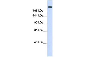 Laminin Gamma 1 antibody used at 1 ug/ml to detect target protein. (Laminin gamma 1 anticorps)