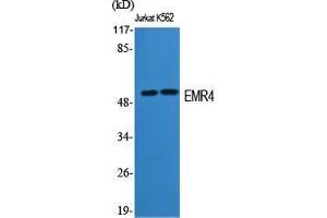 Western Blot (WB) analysis of specific cells using EMR4 Polyclonal Antibody. (EMR4 anticorps  (Internal Region))
