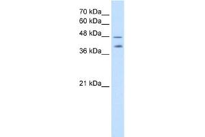 WB Suggested Anti-PSG1 Antibody Titration:  2. (PSG1 anticorps  (C-Term))
