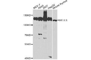 Western blot analysis of extracts of various cell lines, using HELLS antibody (ABIN2563021) at 1:1000 dilution. (HELLS anticorps)