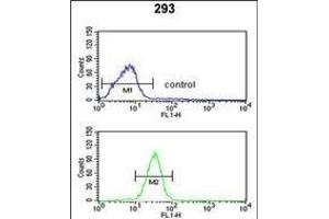 GCLM Antibody (C-term) (ABIN653046 and ABIN2842657) flow cytometric analysis of 293 cells (bottom histogram) compared to a negative control cell (top histogram). (GCLM anticorps  (C-Term))