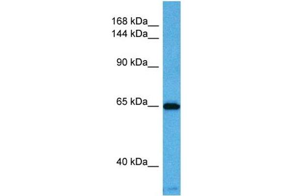 KCNQ2 Antikörper  (N-Term)