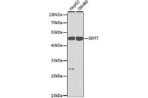 Western blot analysis of extracts of various cell lines using SIRT7 Polyclonal Antibody at dilution of 1:1000. (SIRT7 anticorps)