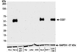 Western Blotting (WB) image for anti-CD27 Molecule (CD27) (AA 21-187) antibody (ABIN7453959) (Recombinant CD27 anticorps  (AA 21-187))