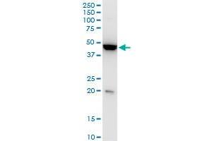 KLF13 monoclonal antibody (M01), clone 1D3.