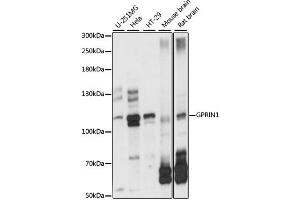 Western blot analysis of extracts of various cell lines, using GPRIN1 antibody. (GPRIN1 anticorps)