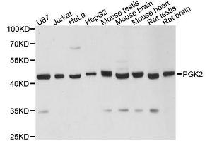 Western blot analysis of extracts of various cell lines, using PGK2 antibody. (PGK2 anticorps  (AA 242-360))