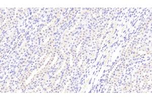 Detection of KL in Rat Kidney Tissue using Polyclonal Antibody to Klotho (KL)