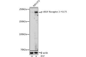 Western blot analysis of extracts of NIH/3T3 cells, using Phospho-VEGF Receptor 2-Y1175 antibody (ABIN3020297, ABIN3020298, ABIN3020299, ABIN1681721 and ABIN1681722) at 1:1000 dilution. (VEGFR2/CD309 anticorps  (pTyr1175))