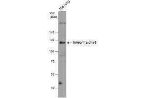 WB Image Rat tissue extract (50 μg) was separated by 7.