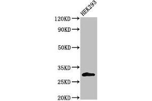 Western Blot Positive WB detected in: HEK293 whole cell lysate All lanes: KCNIP3 antibody at 2 μg/mL Secondary Goat polyclonal to rabbit IgG at 1/50000 dilution Predicted band size: 30, 27 kDa Observed band size: 30 kDa