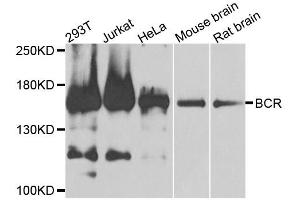 Western blot analysis of extracts of various cell lines, using BCR antibody. (BCR anticorps)