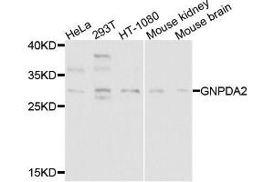 Western blot analysis of extracts of various cell lines, using GNPDA2 antibody (ABIN5995816) at 1/1000 dilution. (GNPDA2 anticorps)