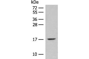 Western blot analysis of Mouse lung tissue lysate using ISCU Polyclonal Antibody at dilution of 1:400 (ISCU anticorps)