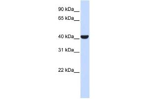 ERLIN2 antibody used at 1 ug/ml to detect target protein. (ERLIN2 anticorps  (Middle Region))