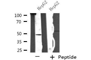 Western blot analysis of extracts from HepG2 cells, using SH2D2A antibody. (SH2D2A anticorps  (C-Term))