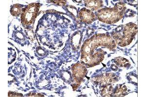 Image no. 1 for anti-Aryl Hydrocarbon Receptor (AHR) (AA 78-127) antibody (ABIN202935)