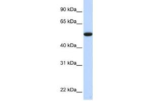 Western Blotting (WB) image for anti-Chromosome 9 Open Reading Frame 43 (C9orf43) antibody (ABIN2459928) (C9orf43 anticorps)