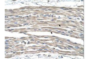 Image no. 1 for anti-G Protein-Coupled Receptor 161 (GPR161) (AA 201-250) antibody (ABIN6736635)