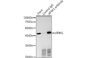 Immunoprecipitation analysis of 300 μg extracts of HeLa cells using 3 μg eIF4 antibody (ABIN6129659, ABIN6140076, ABIN6140077 and ABIN6220909). (EIF4A1 anticorps  (AA 1-406))