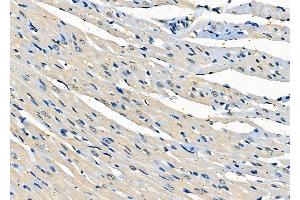 ABIN6261047 and ABIN6278023 at 1/100 staining Rat heart tissue by IHC-P. (CRTC3 anticorps  (Internal Region))