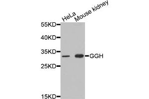Western blot analysis of extracts of various cell lines, using GGH antibody (ABIN5973177) at 1/1000 dilution. (GGH anticorps)